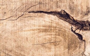 Почему трескается фанера и как защитить материал от повреждений