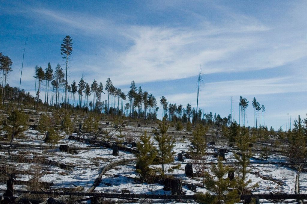 Молодой лес